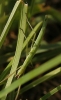 cf. Pijnackeria cf. Pijnackeria