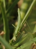 cf. Pijnackeria cf. Pijnackeria