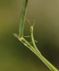 cf. Pijnackeria cf. Pijnackeria