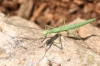 cf. Pijnackeria cf. Pijnackeria