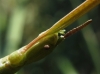 cf. Pijnackeria cf. Pijnackeria