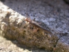 Leuctra sp. Stephens, 1836 Leuctra sp. Stephens, 1836