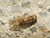 Ectopsocus sp.