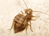 Mesopsocus sp.