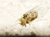 Prionoglaris stygia