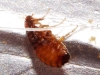 Ctenocephalides canis ? 1d2