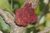 Aceria populi
