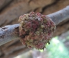 Aceria populi