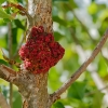 Aceria populi