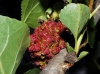Aceria populi