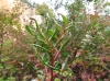 Aceria stefanii Aceria stefanii