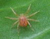 Anystidae