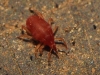 Bdellidae