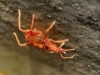Bdellidae
