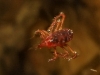 Bdellidae