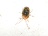 Bryobia