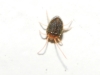 Bryobia
