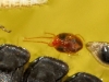 Bryobia