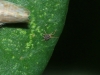 Bryobia