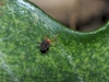 Bryobia