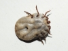 Dermacentor marginatus