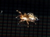 Dermanyssidae