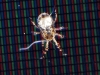 Dermanyssidae