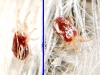 Dermanyssidae