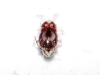 Dermanyssidae