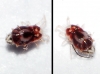 Dermanyssidae