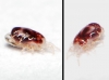 Dermanyssidae