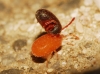 Erythraeidae Erythraeidae