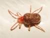 Erythraeidae Erythraeidae