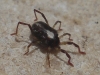 Erythraeidae Erythraeidae