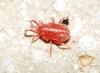 Erythraeidae Erythraeidae