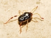 Erythraeidae Erythraeidae