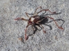 Erythraeidae Erythraeidae