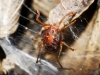 Erythraeidae Erythraeidae