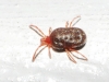 Erythraeidae Erythraeidae