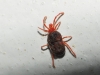 Erythraeidae Erythraeidae