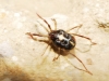 Erythraeidae Erythraeidae