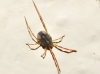 Erythraeidae Erythraeidae