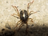 Erythraeidae Erythraeidae
