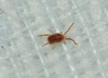 Erythraeidae Erythraeidae