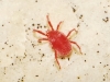 Erythraeidae Erythraeidae