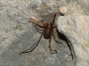 Erythraeidae Erythraeidae