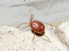 Erythraeidae Erythraeidae