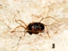 Erythraeidae Erythraeidae