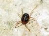 Erythraeidae Erythraeidae