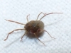 Erythraeidae Erythraeidae